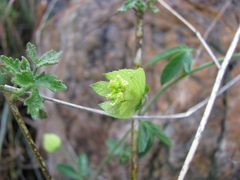 Dalechampia capensis