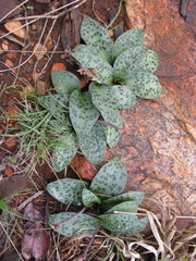 Drimiopsis burkei