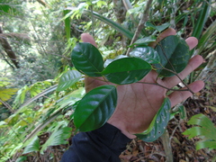 Shorea multiflora