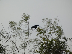 Corvus macrorhynchos