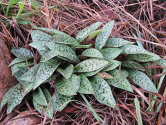 Drimiopsis burkei
