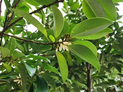 Magnolia compressa