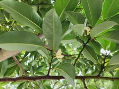 Magnolia compressa