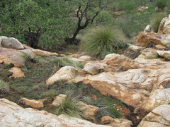 Aristida junciformis