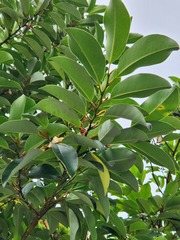 Magnolia compressa
