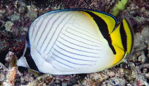 Vagabond Butterflyfish