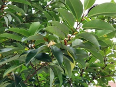Magnolia compressa