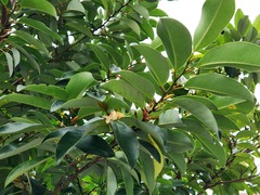 Magnolia compressa
