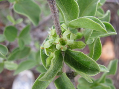 Vangueria