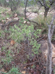 Vangueria