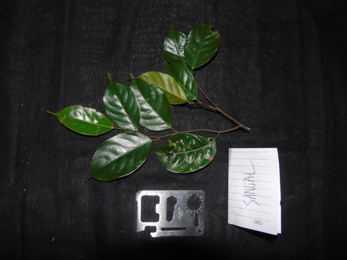 Shorea multiflora observed 2023-01-18