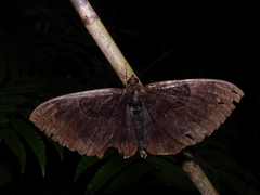 Erebus caprimulgus