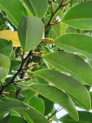 Magnolia compressa