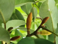 Magnolia compressa