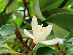 Magnolia compressa