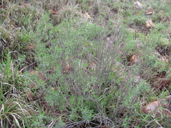 Ocimum angustifolium
