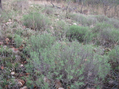 Ocimum angustifolium