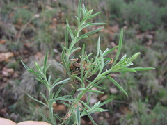 Ocimum angustifolium