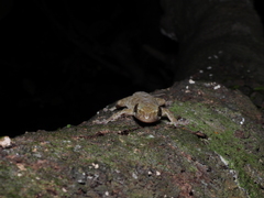 Hemidactylus bowringii