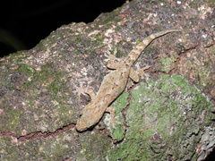 Hemidactylus bowringii