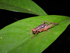 Cardiodactylus guttulus