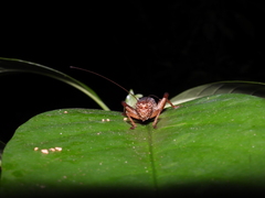 Cardiodactylus guttulus