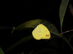 Eurema blanda arsakia