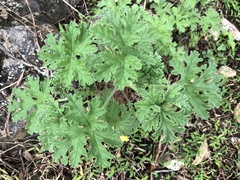 Pelargonium × asperum