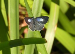 Eirmocides consimilis