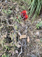 Castilleja arvensis