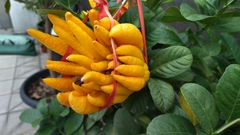 Citrus medica sarcodactylis
