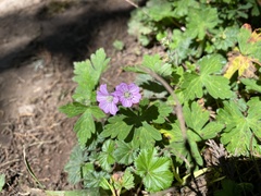 Geranium seemannii