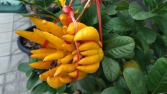 Citrus medica sarcodactylis