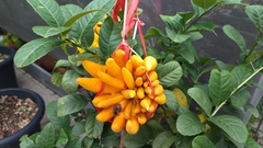 Citrus medica sarcodactylis