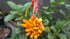 Citrus medica sarcodactylis