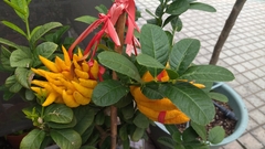 Citrus medica sarcodactylis