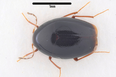 Scaphisoma agaricinum