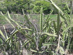 Cactaceae