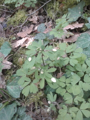 Isopyrum thalictroides