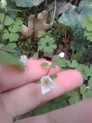 Isopyrum thalictroides
