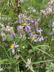 Tripolium pannonicum