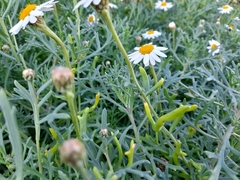 Argyranthemum