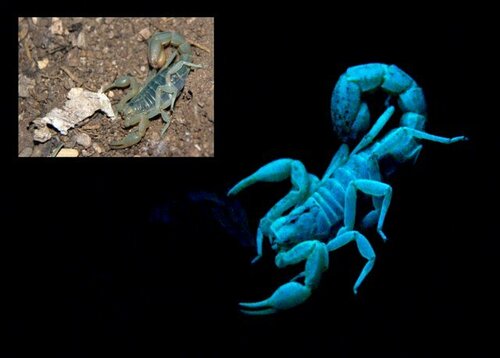 Stripe-tailed Scorpion