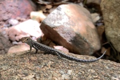 Lampropholis mirabilis