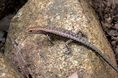 Lampropholis mirabilis