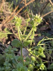 Cerastium glomeratum