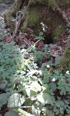 Isopyrum thalictroides