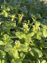 Cerastium glomeratum