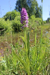 Dactylorhiza majalis baltica
