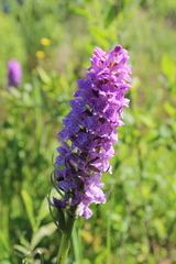 Dactylorhiza majalis baltica